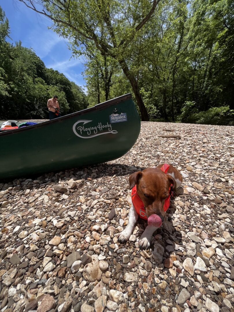 A small dog next to a canoe